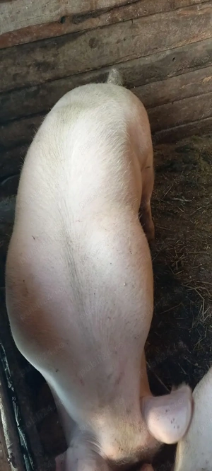 Vând porci - imagine 2