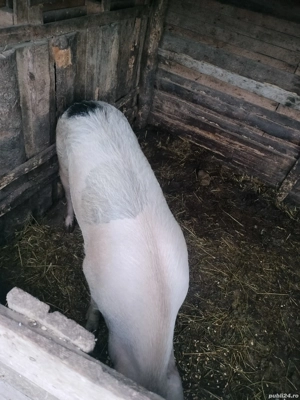 porci 120-150kg - imagine 2