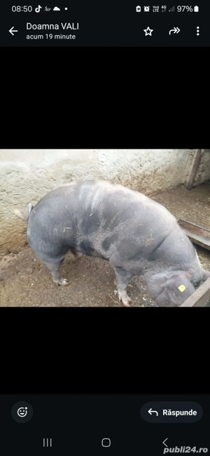 Porc de vanzare - imagine 2