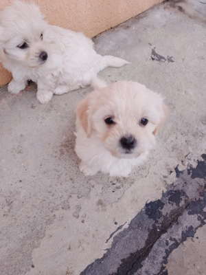 Vând câini bichoni maltez