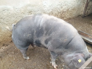 Porc de vanzare