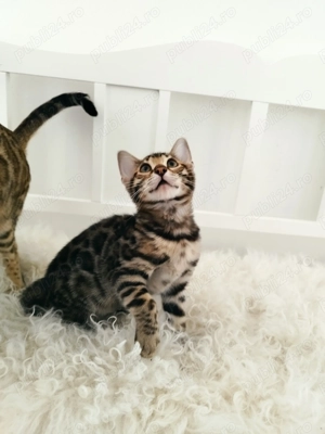 Vând pisica bengaleza ( bengal) - imagine 2