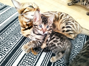 Vând pisica bengaleza ( bengal)