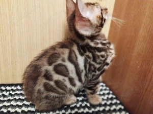 Vând pisica bengaleza ( bengal) - imagine 4