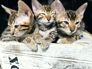 Vând pisica bengaleza ( bengal) - imagine 3