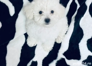 Vand pui bishon talie mica rasa pura 7 saptamani