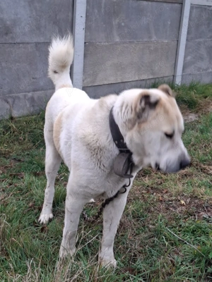 Ciobanesc asia centrala 