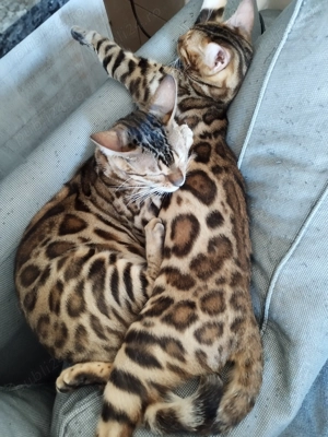 Vând pisica bengaleza ( bengal) - imagine 5