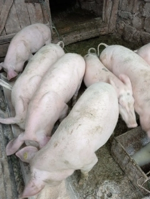 Vand soldani de 70kg