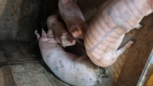 Vând porci crescuți bio - imagine 3