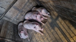 Vând porci crescuți bio - imagine 2