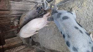 Vând porci crescuți bio - imagine 5