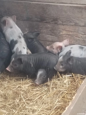 Vind scroafa cu 9 purceii  - imagine 3