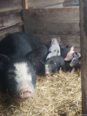 Vind scroafa cu 9 purceii  - imagine 2