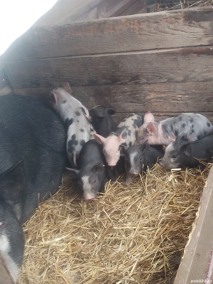 Vind scroafa cu 9 purceii  - imagine 5