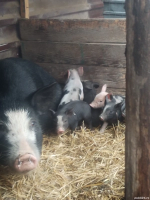 Vind scroafa cu 9 purceii  - imagine 4