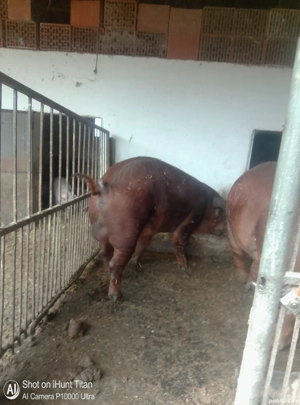 Vieri Duroc - imagine 2