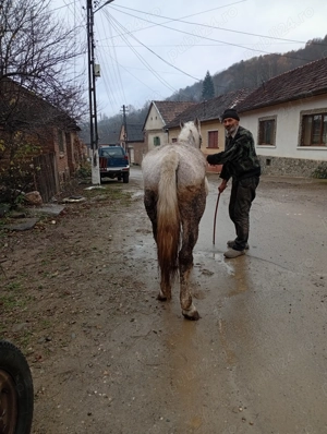 Iapă de vînzare Nr de telefon  