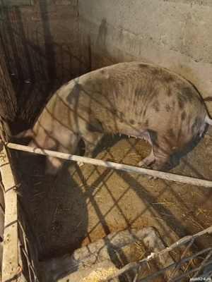 Vând Purcea de rasă  - imagine 4