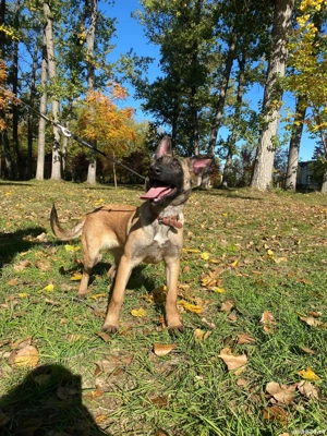 Căței Belgian Malinois caută proprietari responsabili - imagine 4