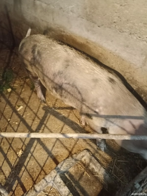 Vând Purcea de rasă  - imagine 3