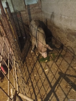 Vând Purcea de rasă 