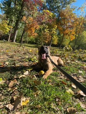 Căței Belgian Malinois caută proprietari responsabili - imagine 3