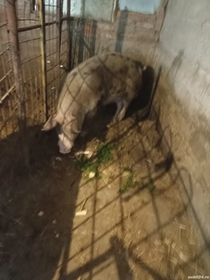 Vând Purcea de rasă  - imagine 5