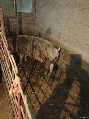 Vând Purcea de rasă  - imagine 2