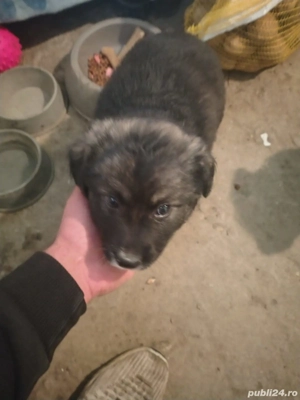 vând ciobanesc bocovina 