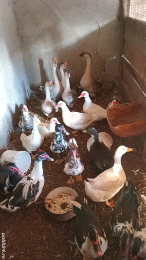 vănd urgent păsări de apă - imagine 3