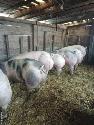 Porci pt Crăciun 