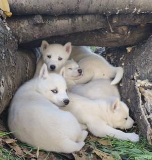 Husky siberieni superbi