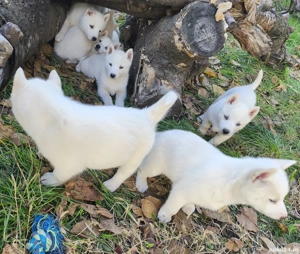 Husky siberian superb - imagine 3