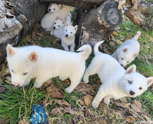 Husky siberian superb - imagine 2