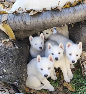 Husky siberian superb - imagine 4