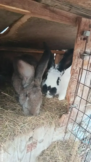 vănd sau schimb  pa alte animale 