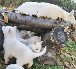 Husky siberian superb - imagine 5