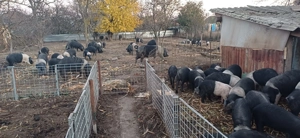 Bazna rasă pură  - imagine 3