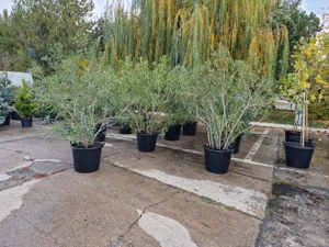 Leandru rosu si alb la ghiveci de vanzare - imagine 2