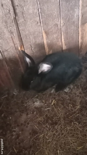 vănd sau schimb  pa  oi breze  - imagine 3