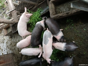 vand purcei 7 săptămâni  - imagine 2