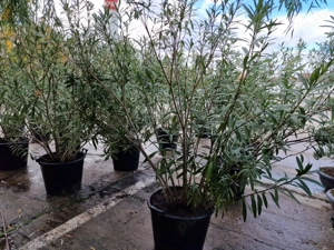 Leandru rosu si alb la ghiveci de vanzare - imagine 3