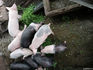 vand purcei 7 săptămâni 