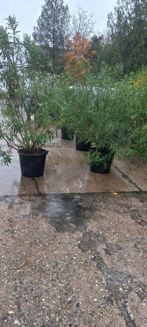 Leandru rosu si alb la ghiveci de vanzare - imagine 6