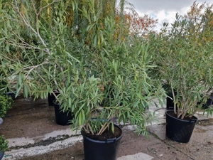 Leandru rosu si alb la ghiveci de vanzare - imagine 5