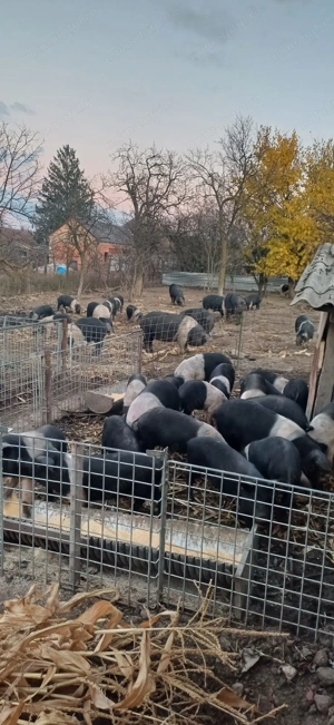 Bazna rasă pură  - imagine 4