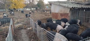 Bazna rasă pură  - imagine 2