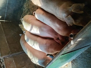 Porci de casa rasa buna de - imagine 2