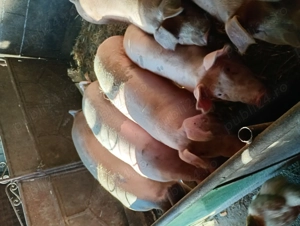 Porci de casa rasa buna de